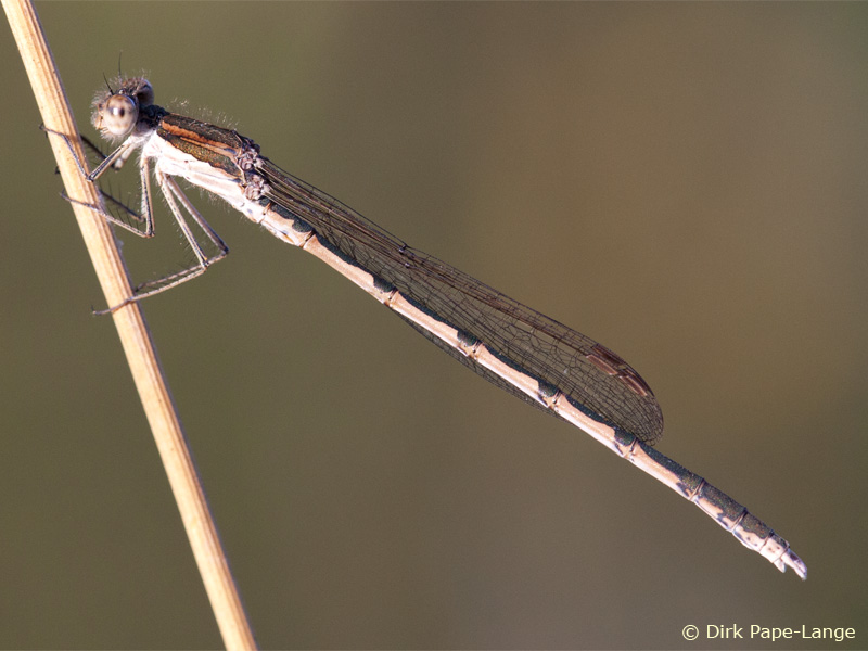 Immature mâle de la Leste brun
