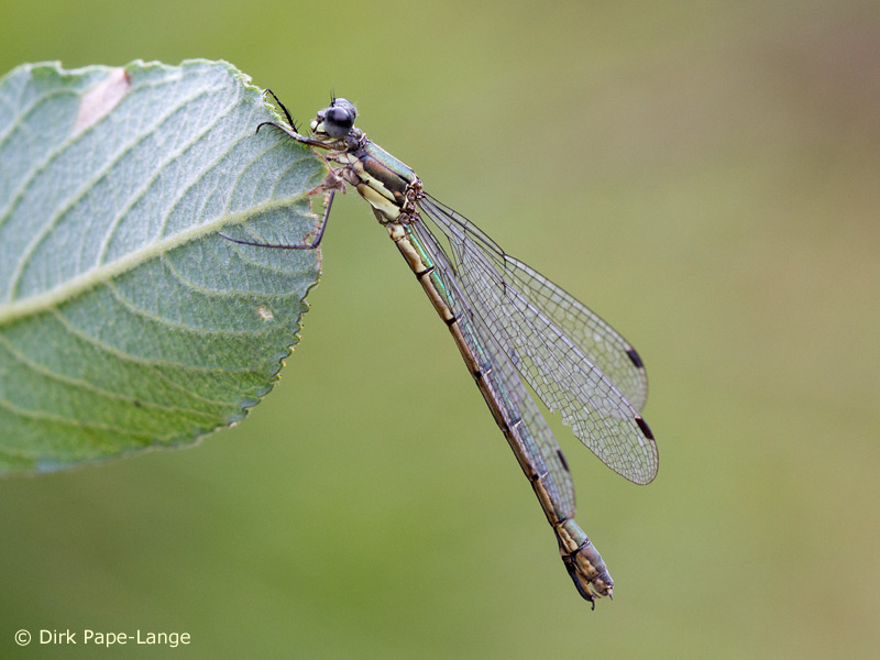 Lestes dryas - femelle