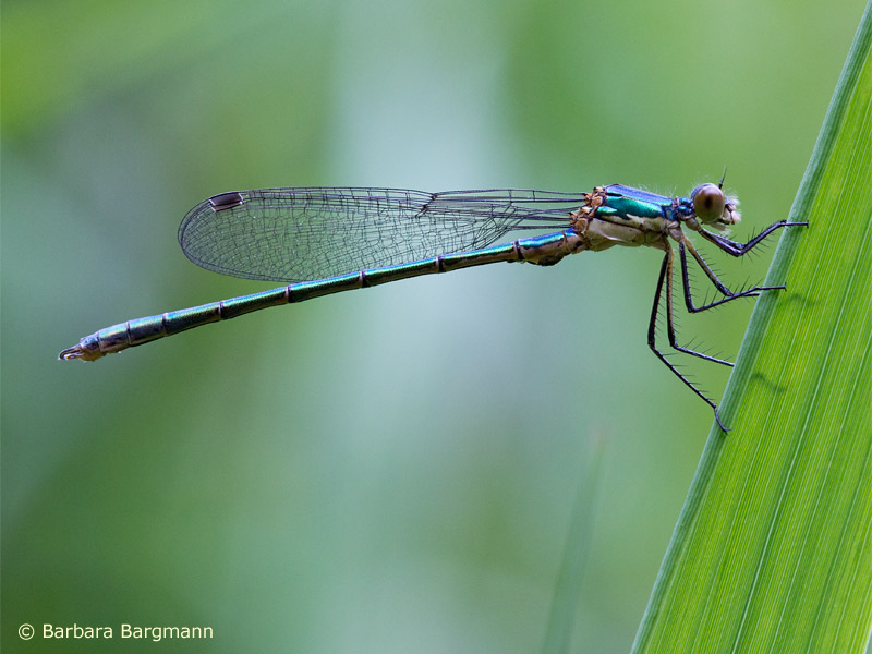 Lestes dryas - mâle