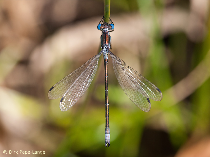 Lestes dryas - mâle