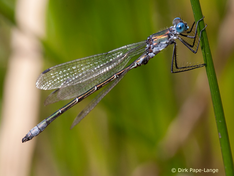 Lestes dryas - vieux mâle