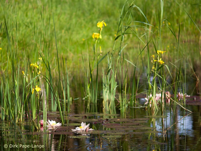 Habitat - Lestes dryas
