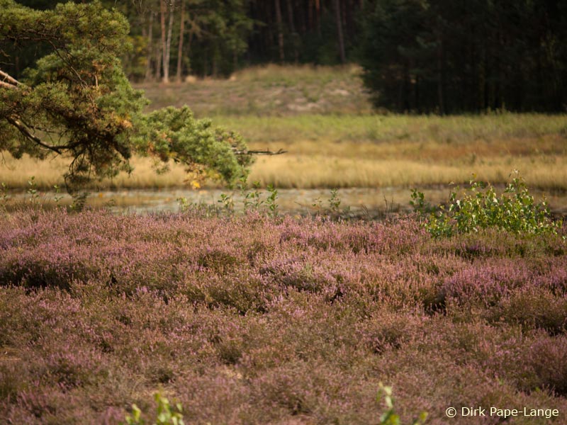 Habitat - Lestes virens