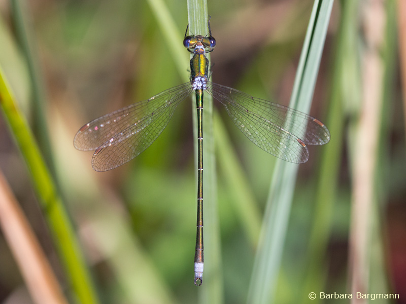 Lestes virens - mâle