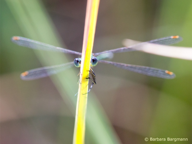 Lestes virens - mâle