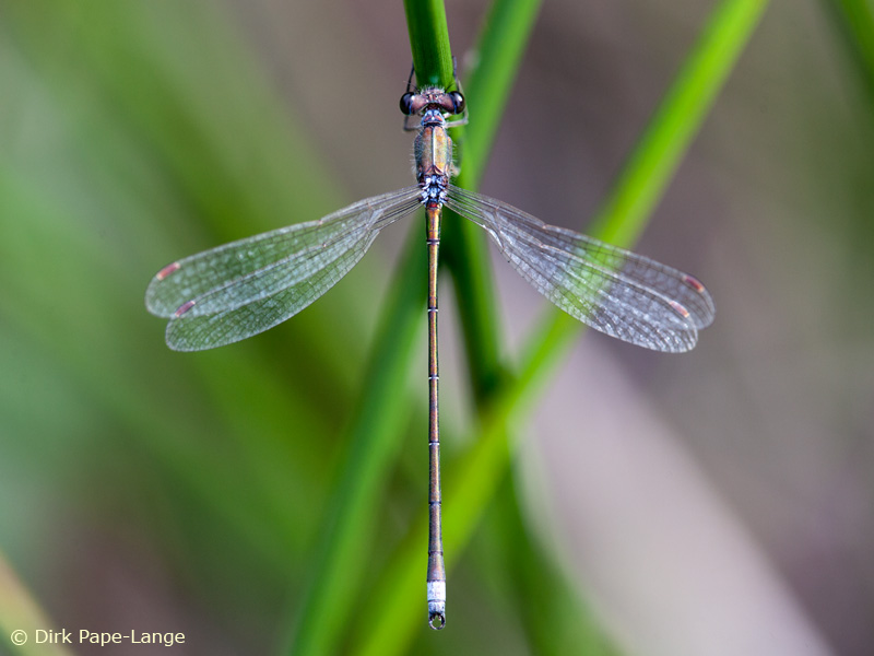 Lestes virens - mâle