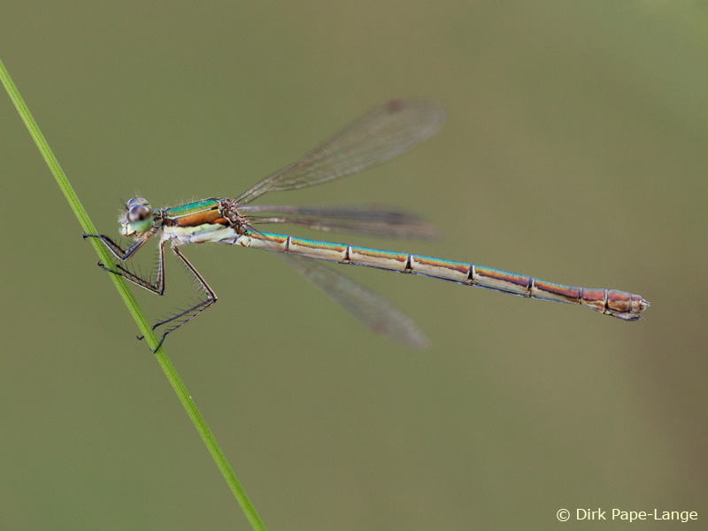 Lestes virens - femelle