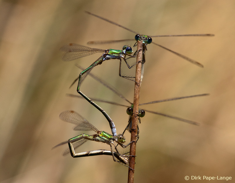 Lestes virens - ponte