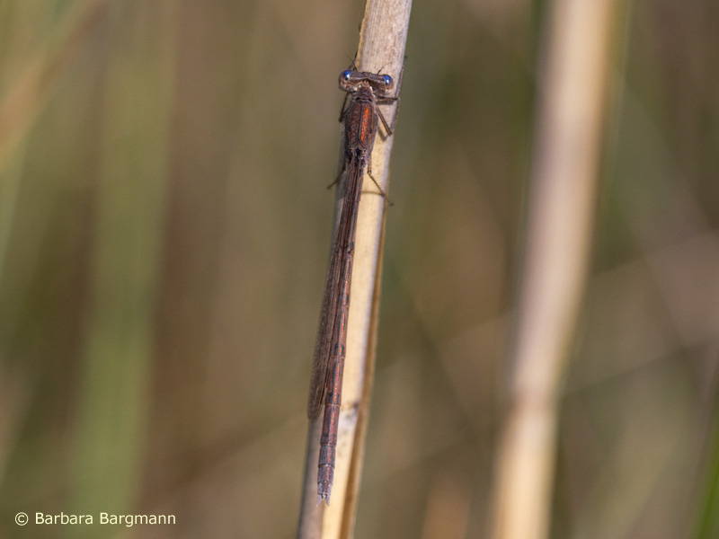 Sympecma paedisca - femelle