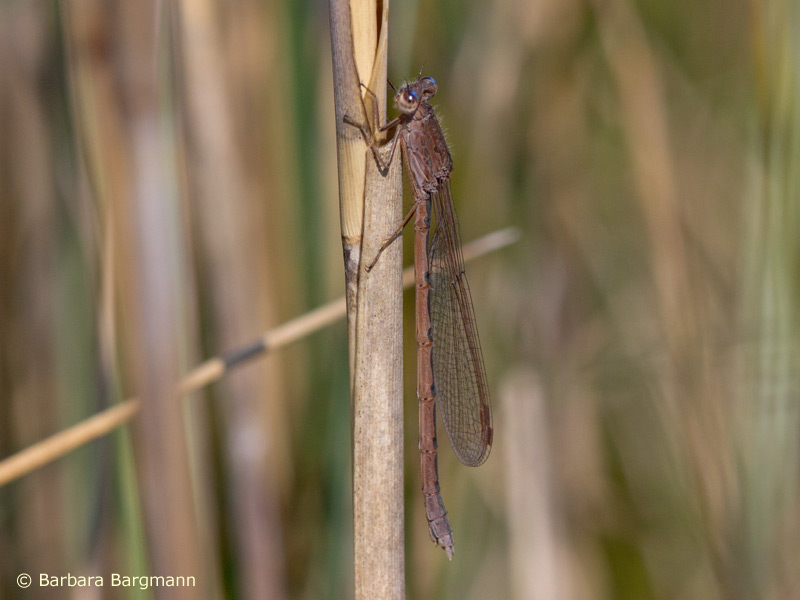 Sympecma paedisca - femelle