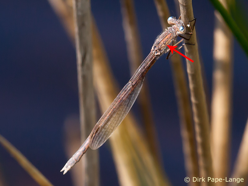 Sympecma paedisca - femelle