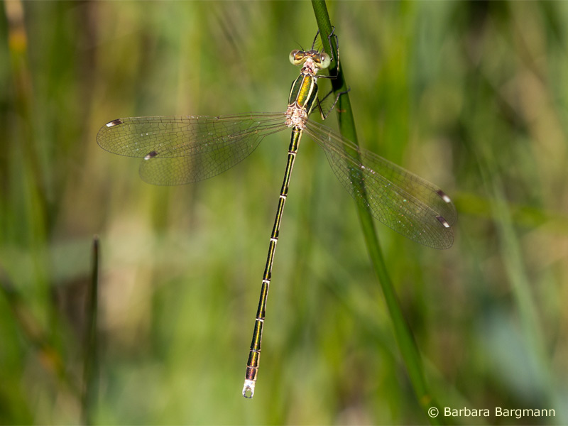 Lestes barbarus - mâle