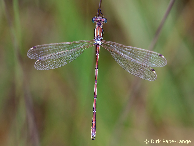 Lestes barbarus - mâle