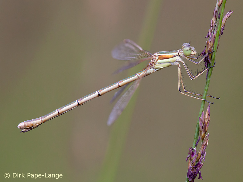 Lestes barbarus - femelle