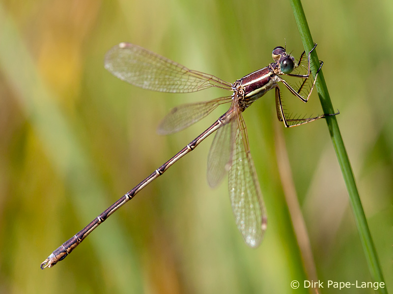Lestes barbarus - mâle