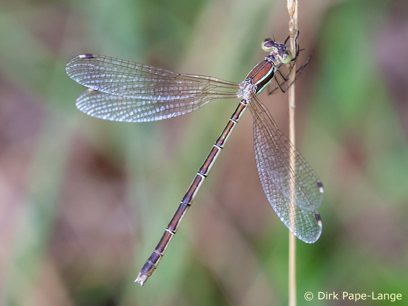 Lestes barbarus - femelle
