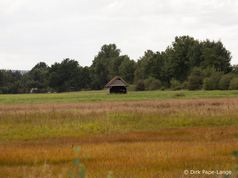 Habitat - Lestes barbarus