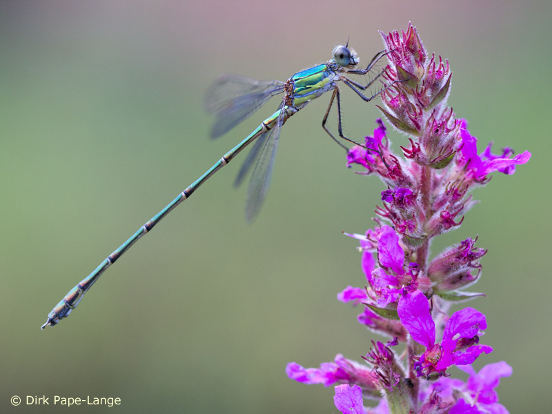 Chalcolestes viridis - mâle