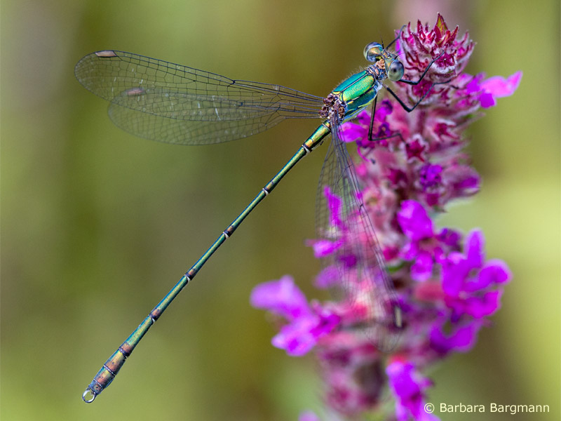 Chalcolestes viridis - mâle