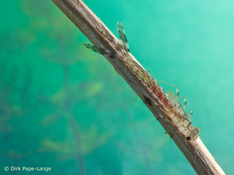 Chalcolestes viridis - Larve