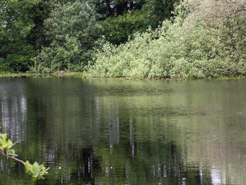 Chalcolestes viridis - Habitat