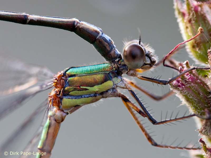 Chalcolestes viridis
