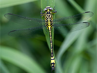 asiatische keiljungfer