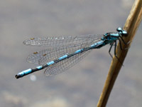 Coenagrion hylas freyi