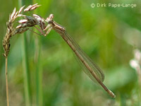 Agrion á larges pattes