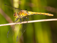 blutrote heidelibelle