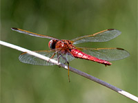 feuerlibelle