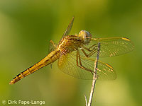 Feuerlibelle