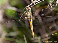 Frühe Heidelibelle