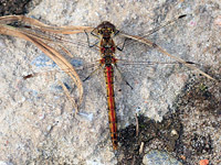 heidelibelle