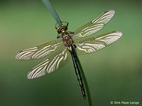 Glänzende Smaragdlibelle