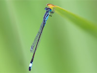Agrion élégant