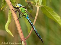 Aeshna Viridis