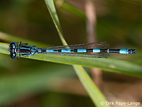 Agrion de Mercure