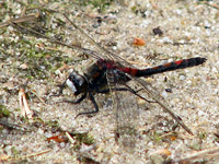 Leucorrhine douteuse