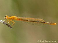 kleine pechlibelle