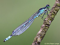Agrion à lunules
