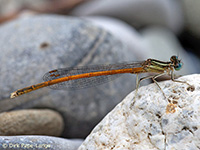 Agrion orangé