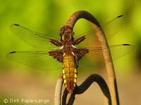 Libellula depressa
