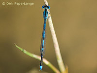 Agrion de Vander Linden