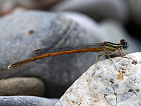Orangerote Federlibelle