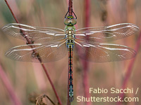 Schabrackenlibelle