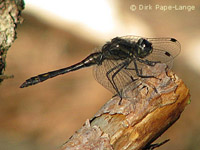 schwarze heidelibelle
