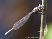 Sibirische Winterlibelle