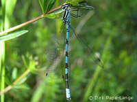 Agrion à fer de lance