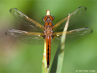 Libellula fulva